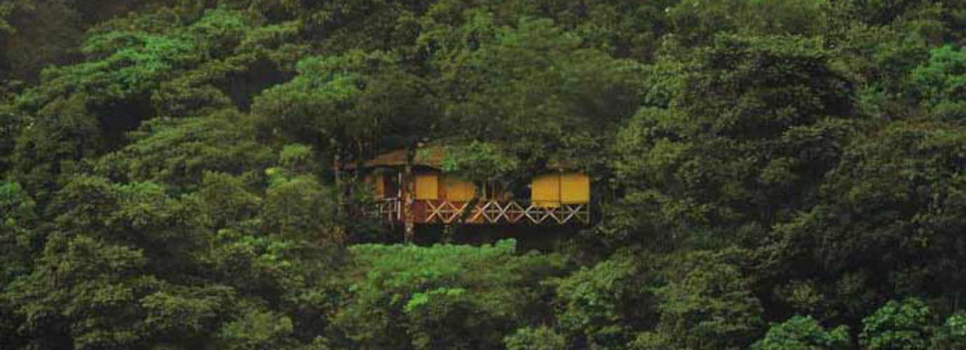 Tree House Arial View