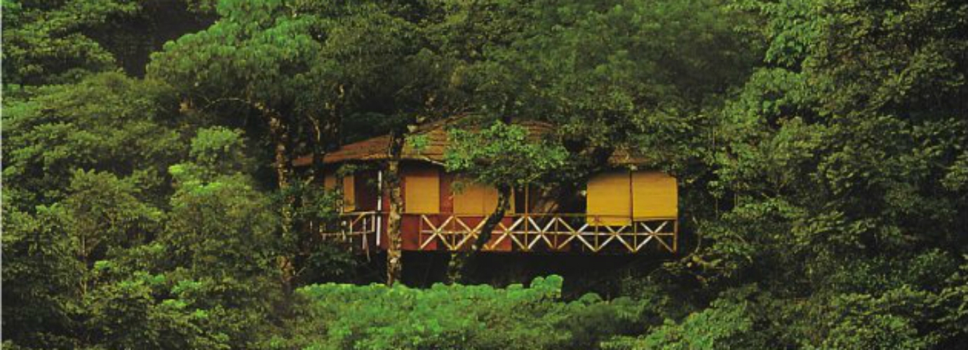 Tree House Arial View