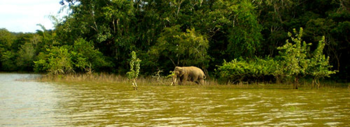 Kabini Wildlife - River View