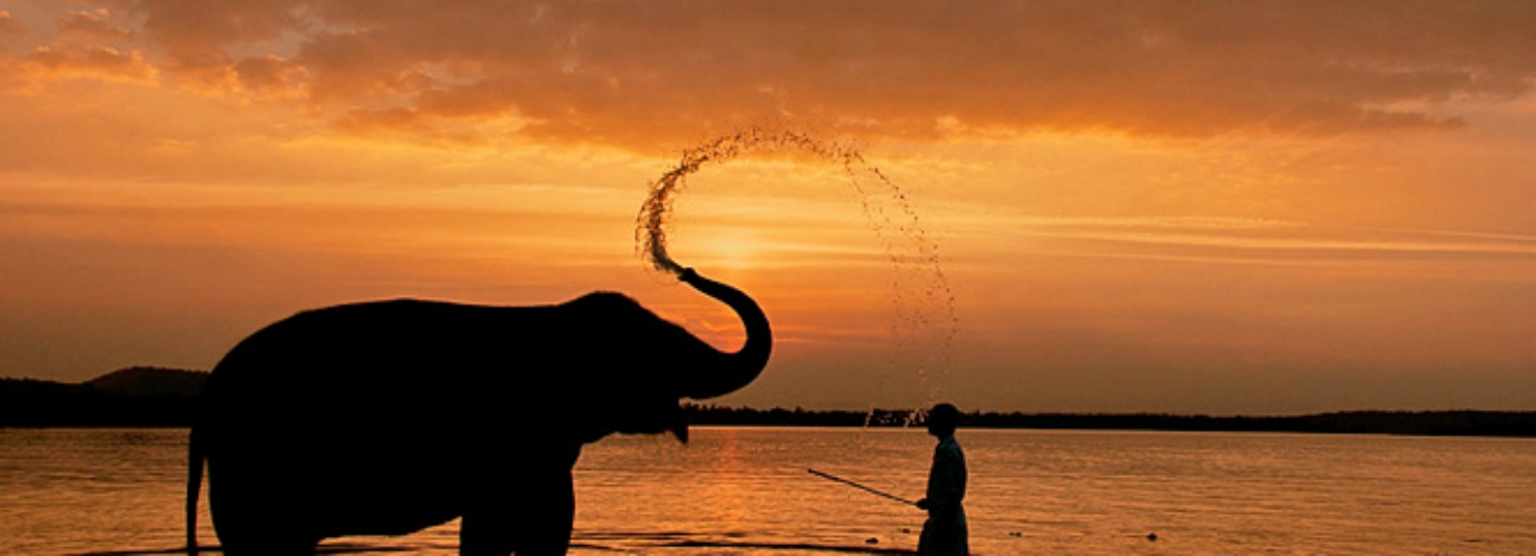 Resort Elephant