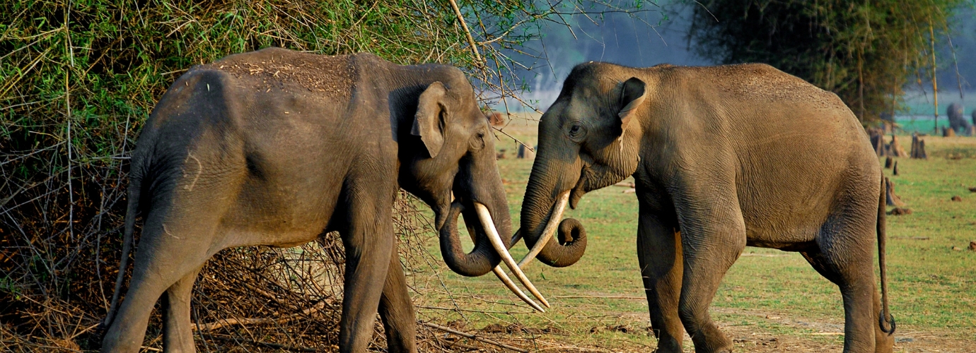 Kabini Wild Life