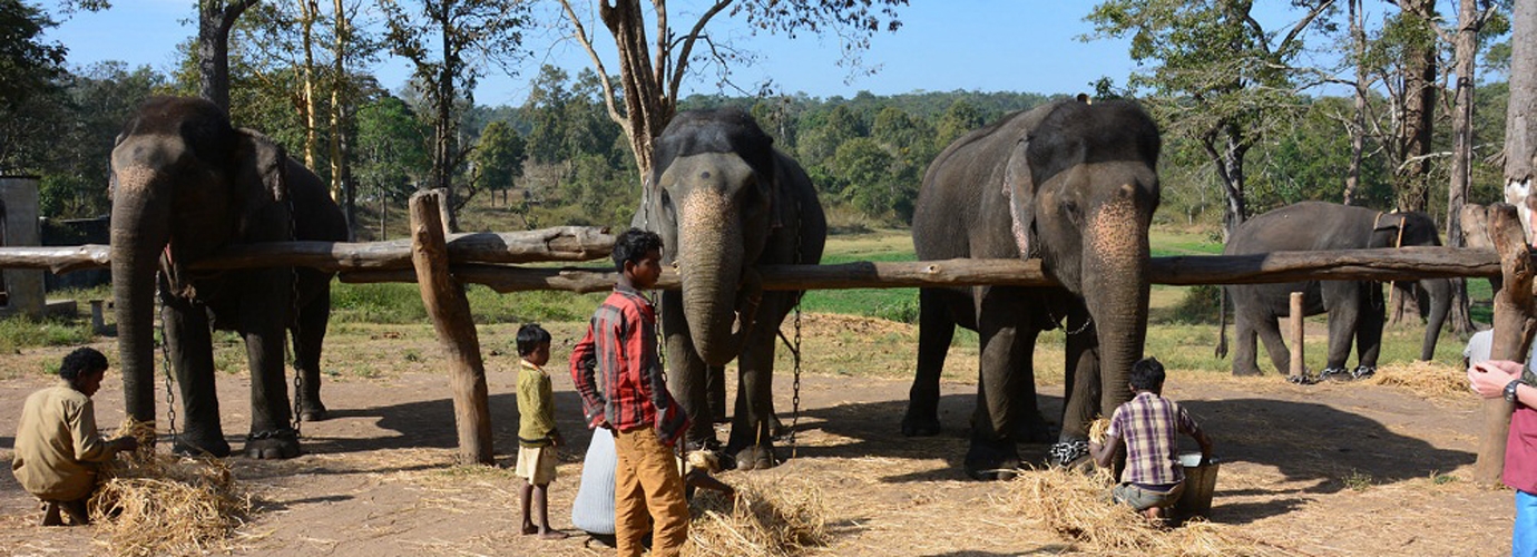 Elephant Farm