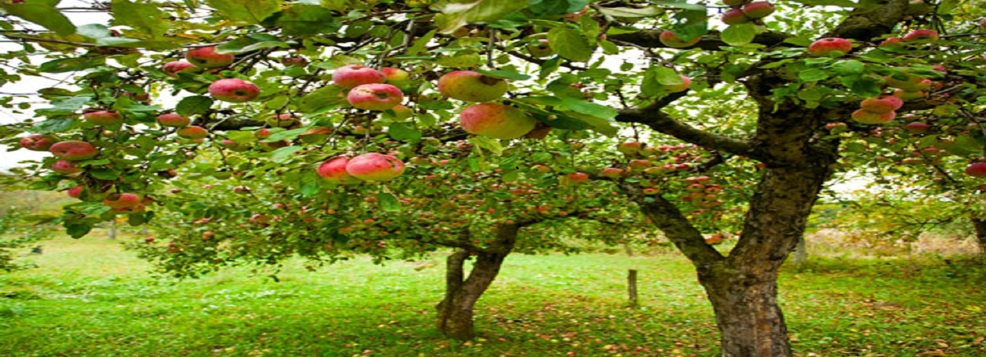 Apple Garden