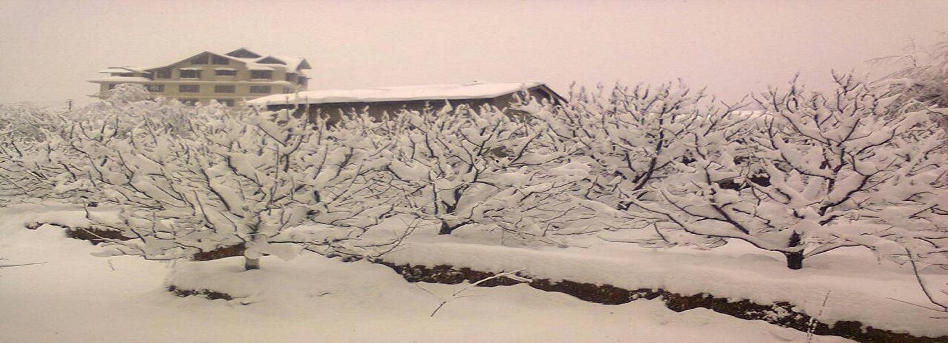 Apple Garden in Winters