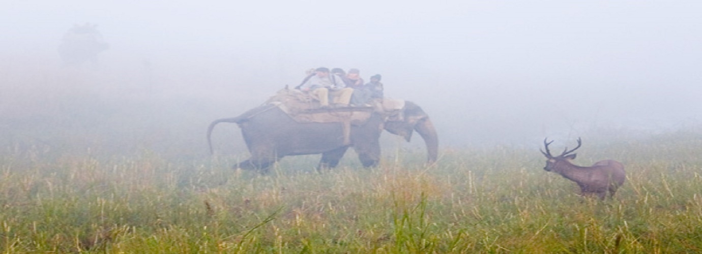 Elephant Safari