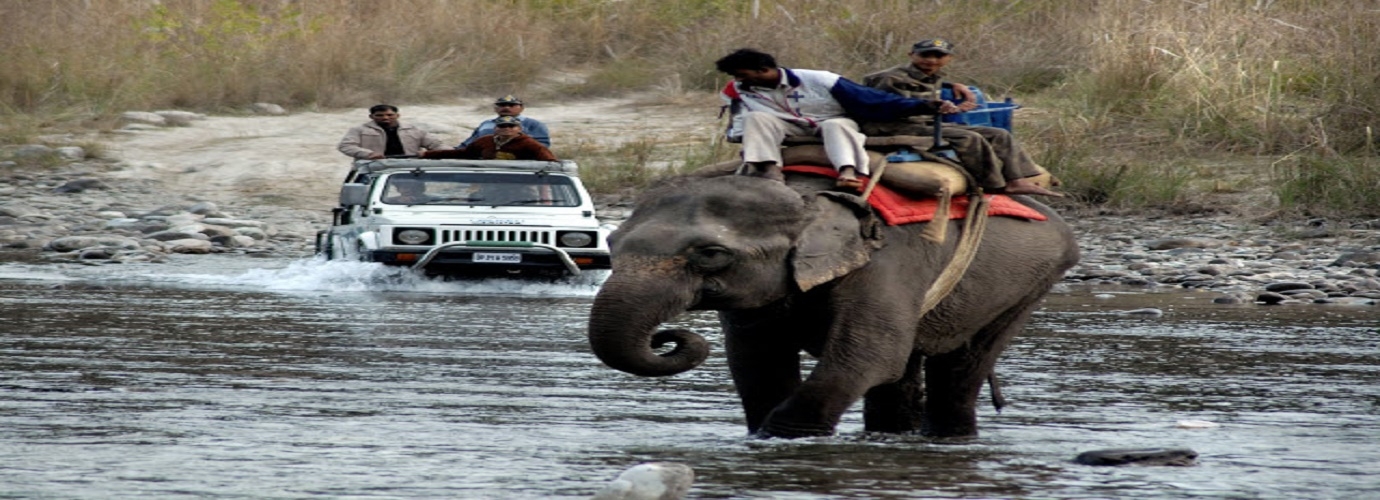 Elephant Safari