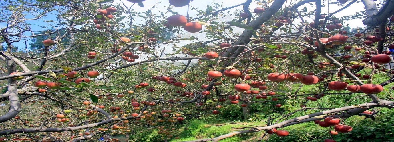 Apple Orchards