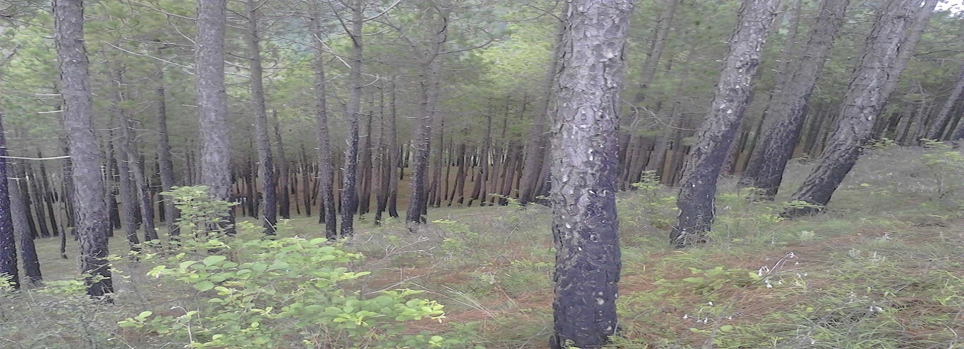 Treking In Kasauli