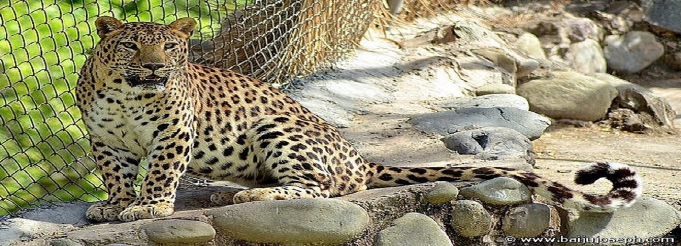 Chattbir Zoo