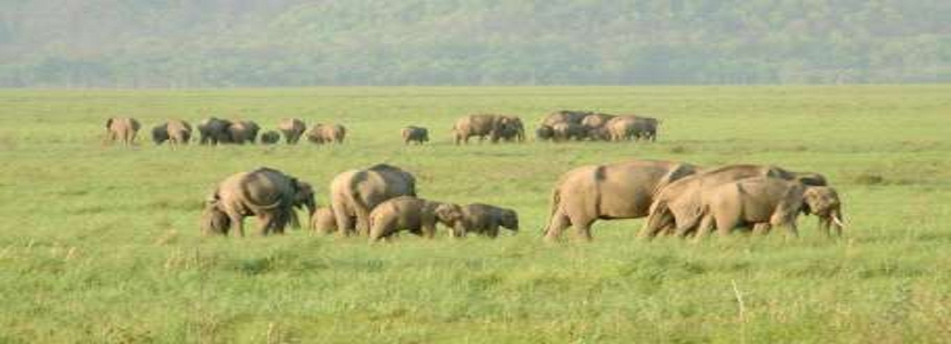 Safari at Rajaji National Park