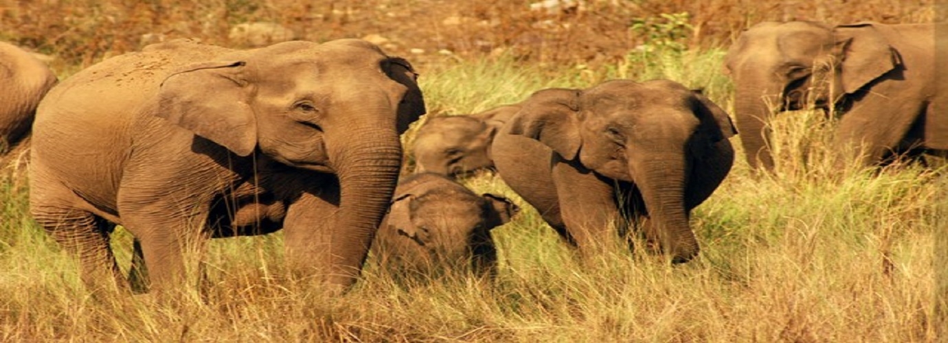 Group of Elephants