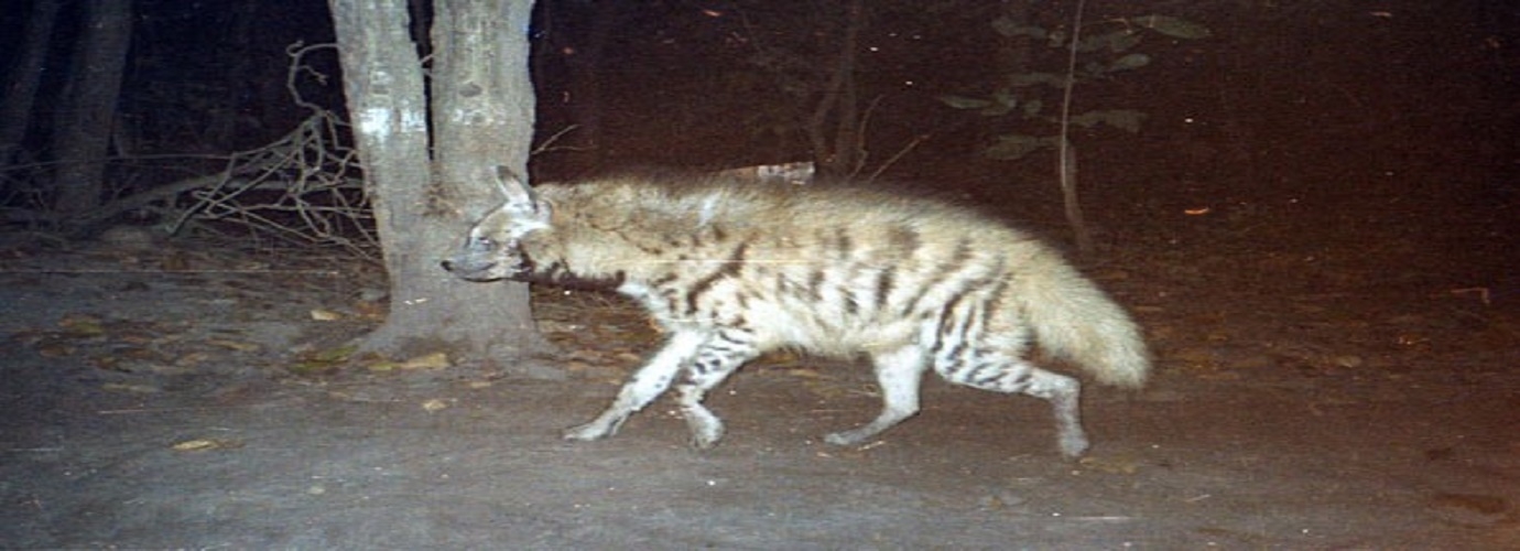 Striped Hyena