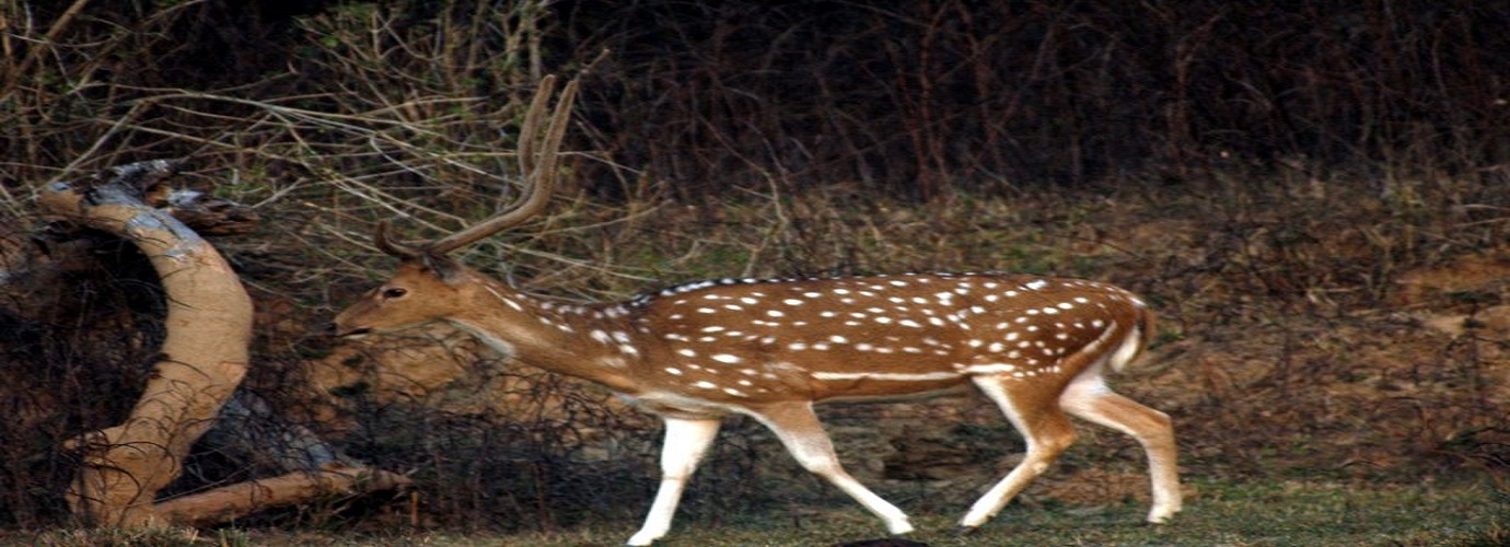 Spotted Deer