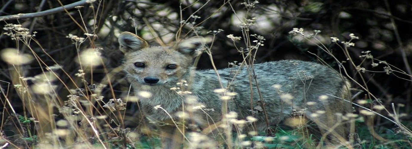 Common Jackal