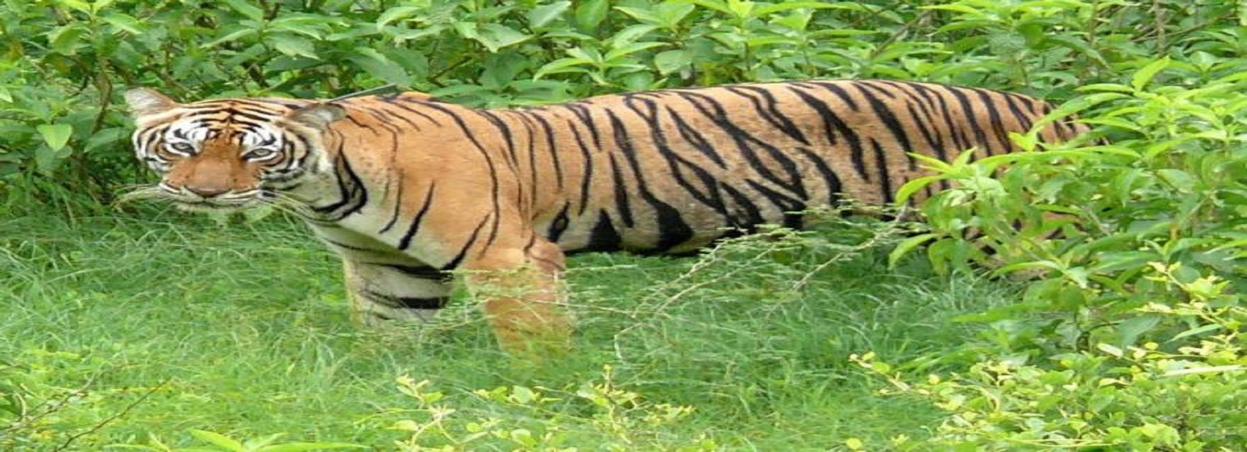 Sariska Tiger Reserve