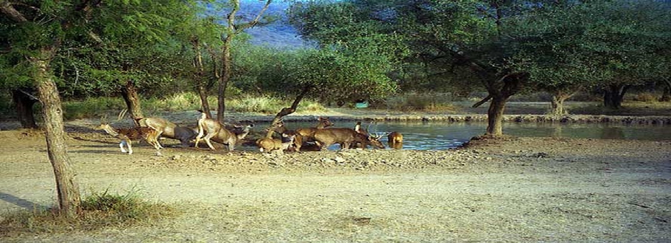 Sariska Wild Life Sanctuary