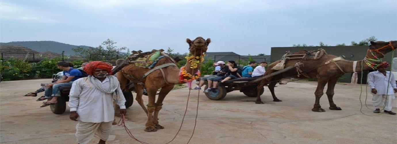 Camel Safari