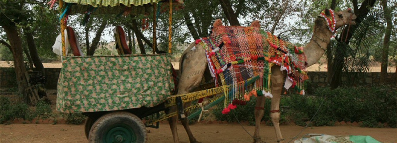 Camel Ride