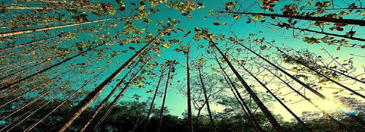 Kottachedu Teak Forest