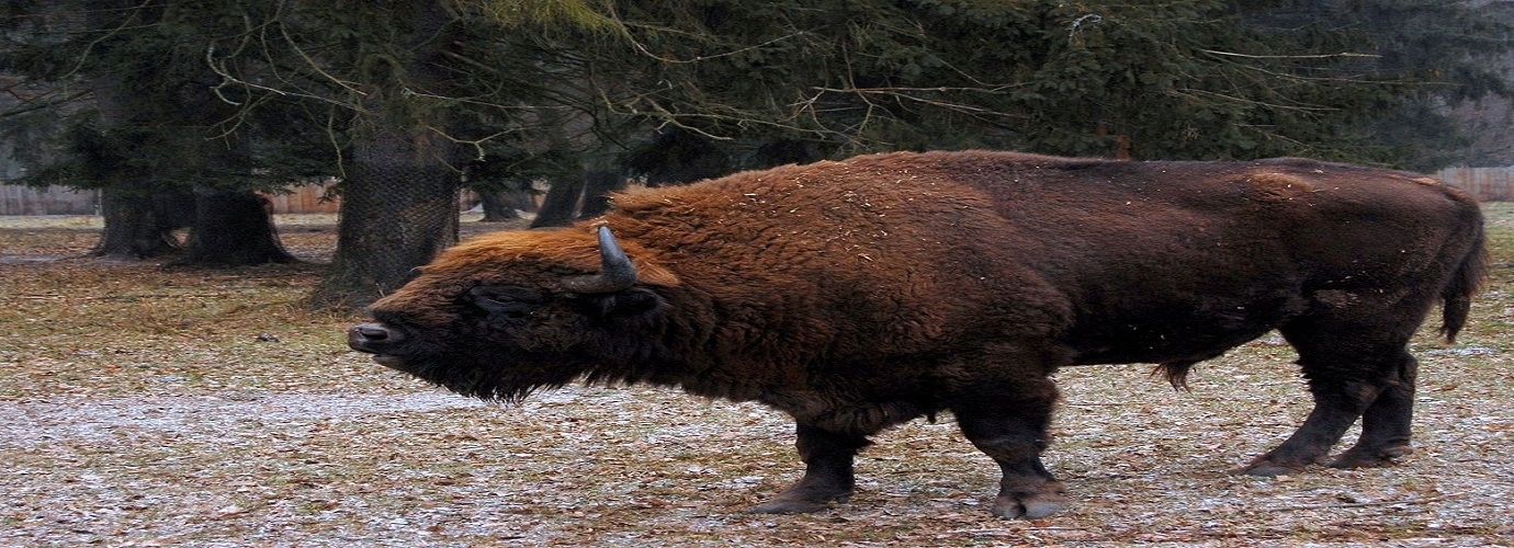 Bison Safari