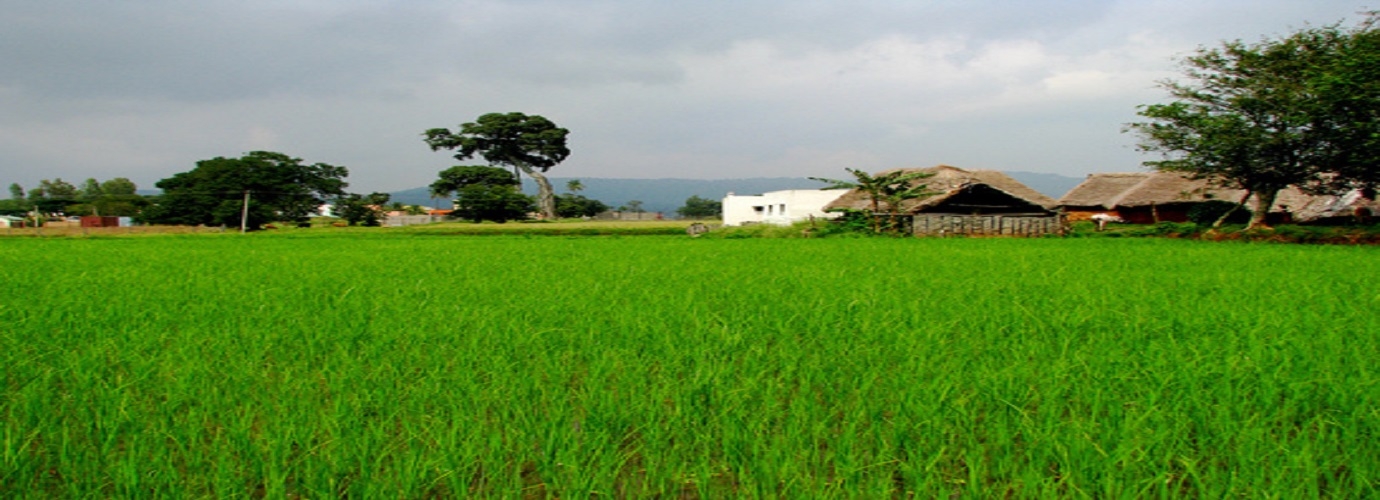 Government Herbal Farm