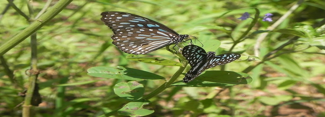 Butterfly Park In Karanji Lake