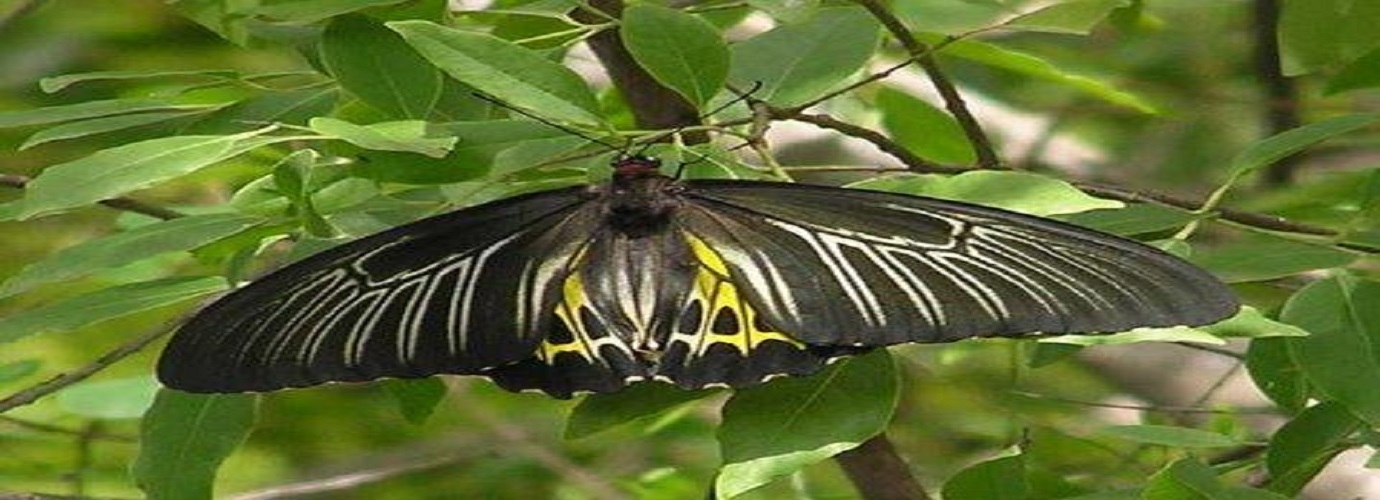 Butterfly Park In Karanji Lake