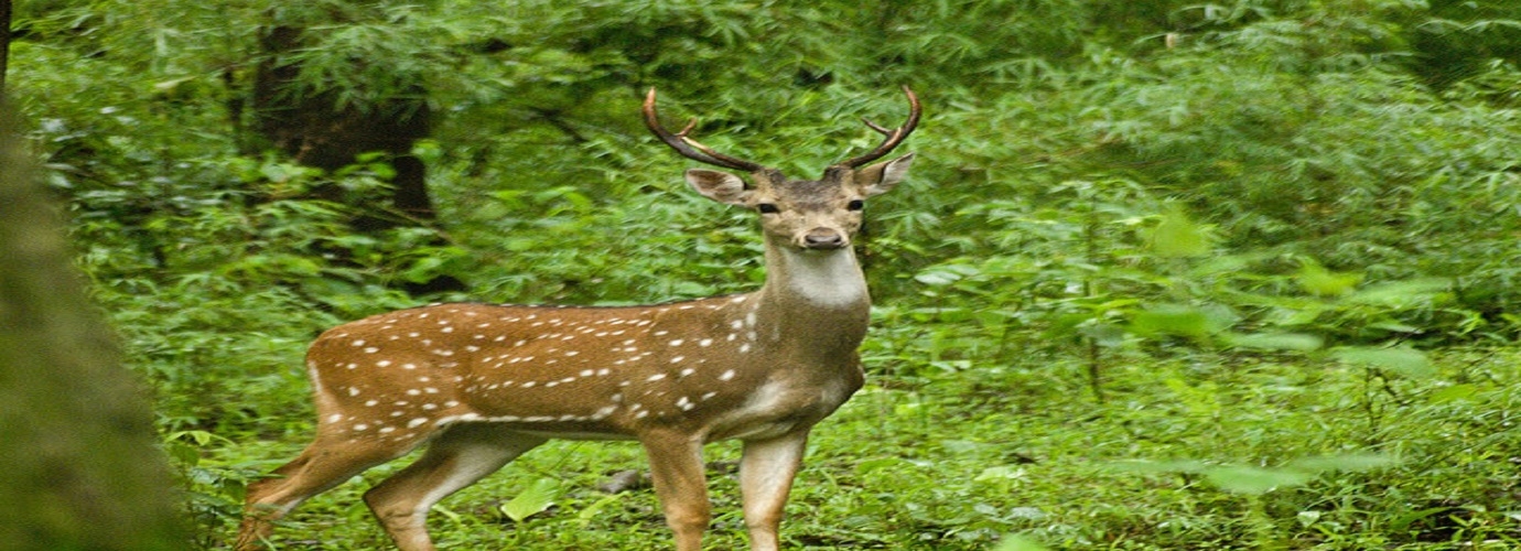 Bhadra Wildlife Sanctuary