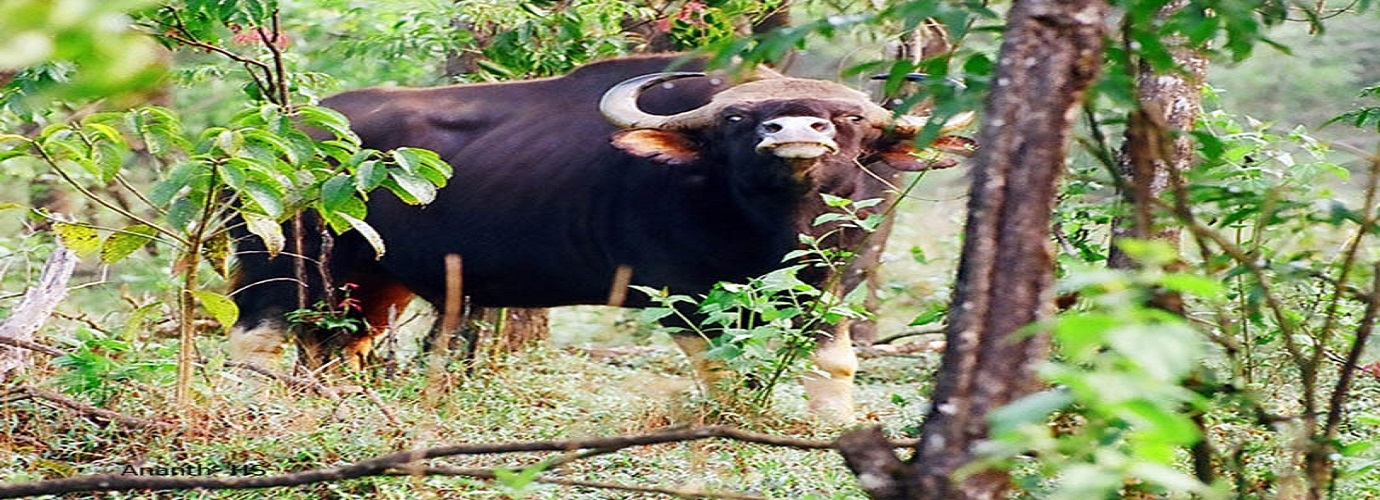 Bhadra Wildlife Sanctuary