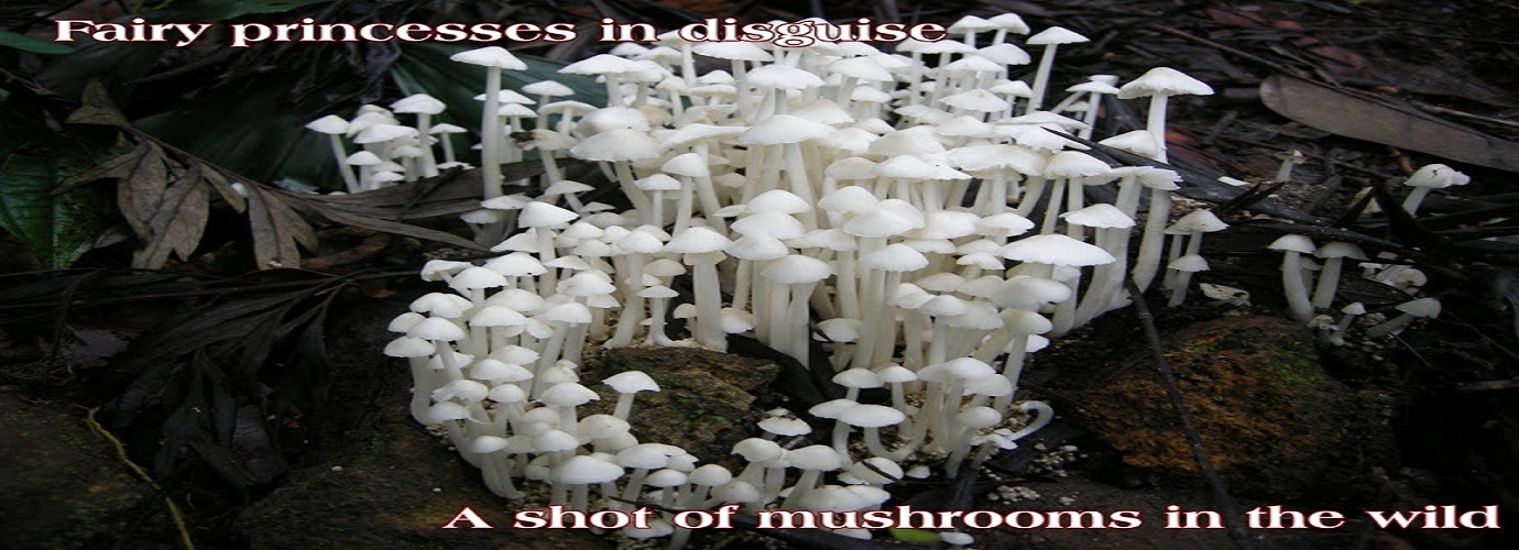 A Shot Of Mushrooms In The Wild