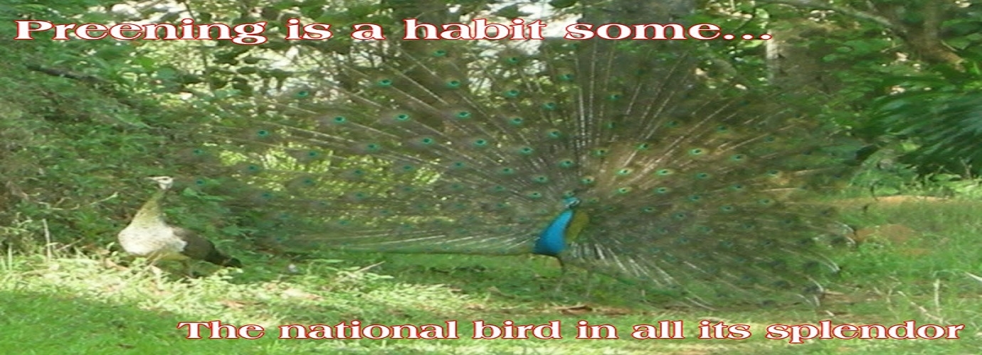 The National Bird In All Its Splendor