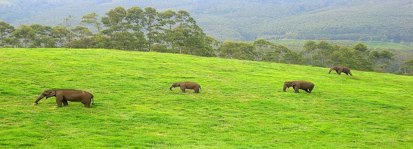 Wild Elephants