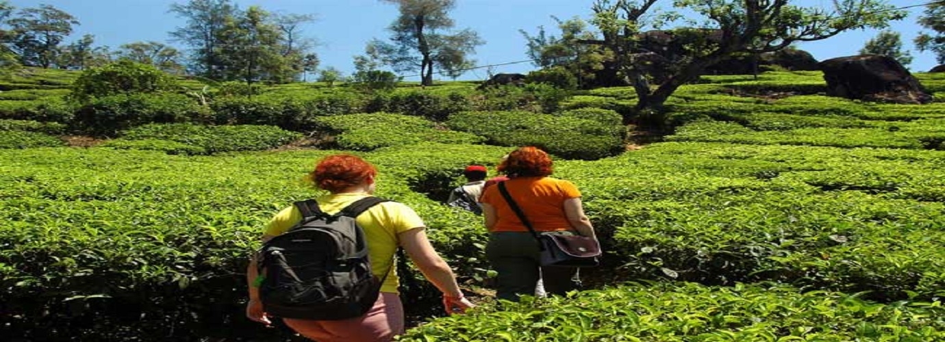 Tea Plantation