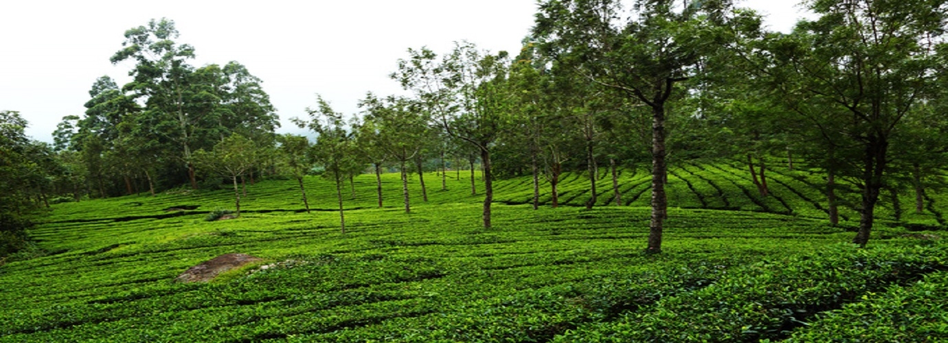 Tea Garden