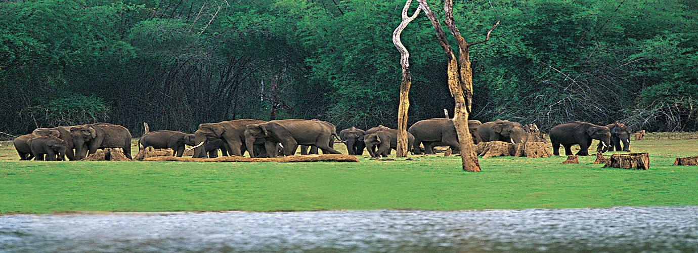 Periyar National Park