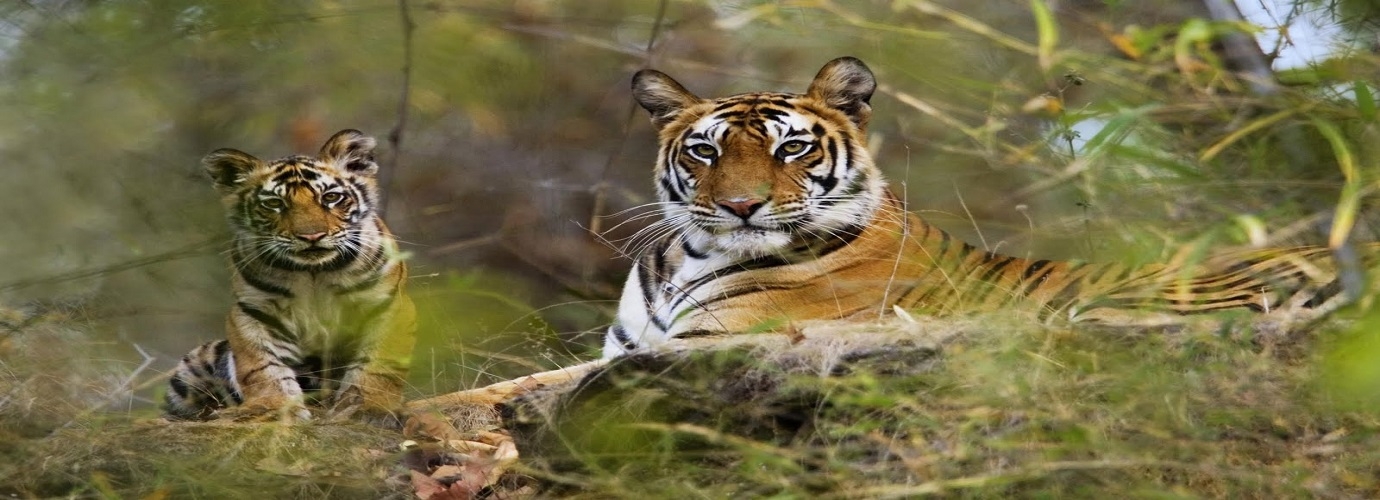 Periyar Tiger Reserve