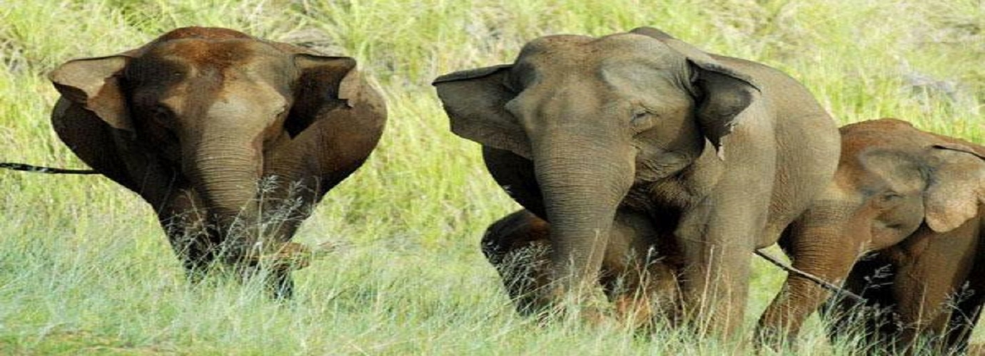 Periyar National Park