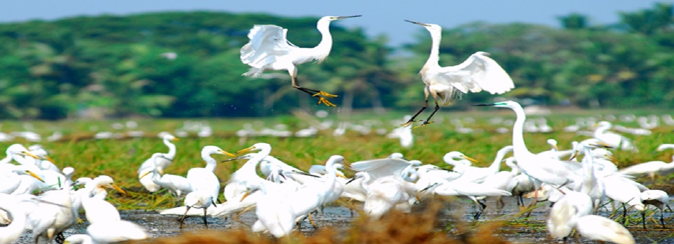 Kumarakom Bird Sanctuary