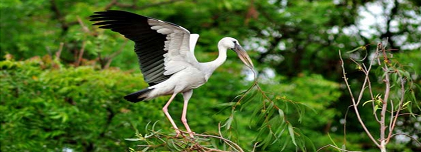 Kumarakom Bird Sanctuary