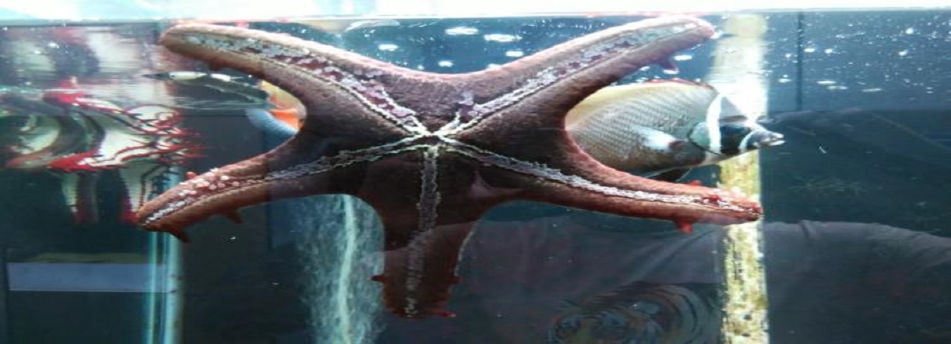 Vizhinjam Marine Aquarium