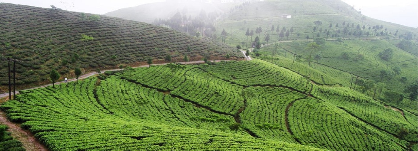 Darjeeling Mountain Tea Plantation