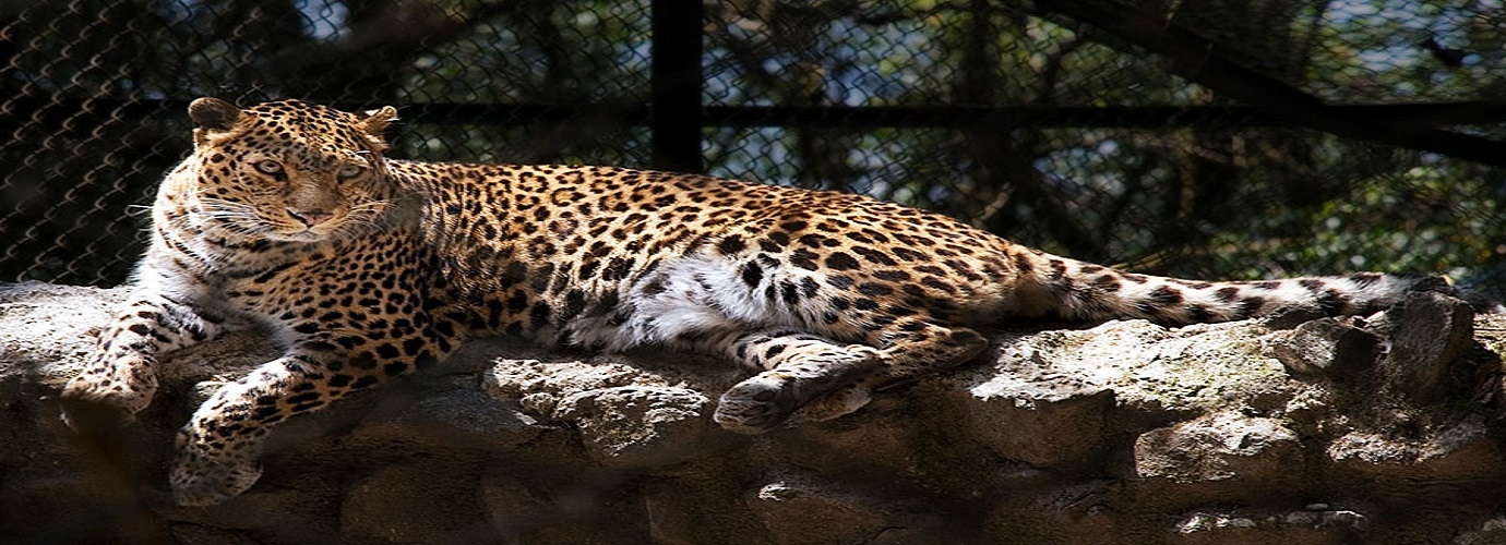 Padmaja Naidu Himalayan Zoological Park