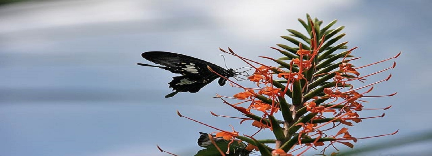 Butterfly In The Garden