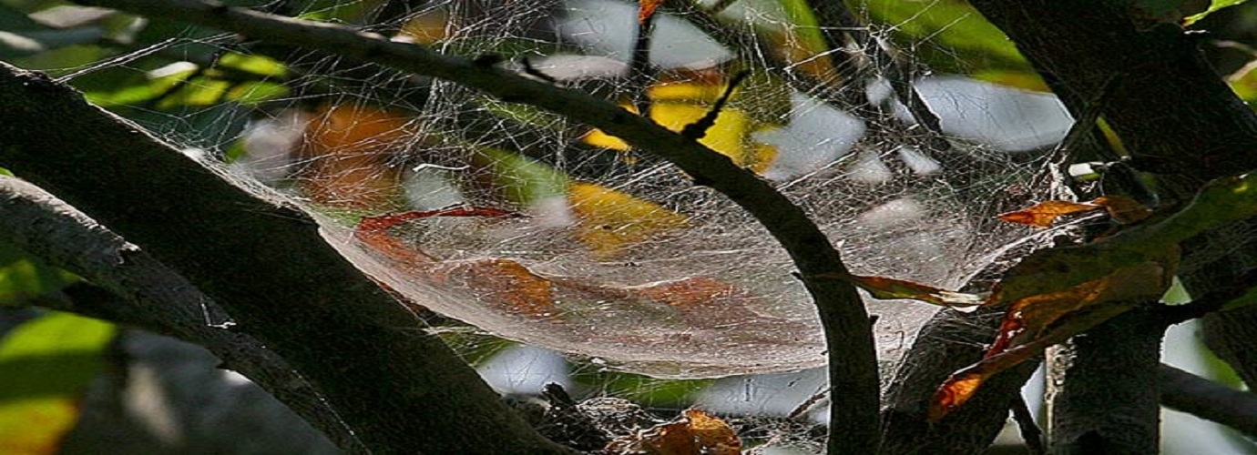 Cobwebs In The Garden