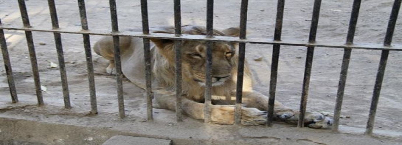 Junagadh Zoo