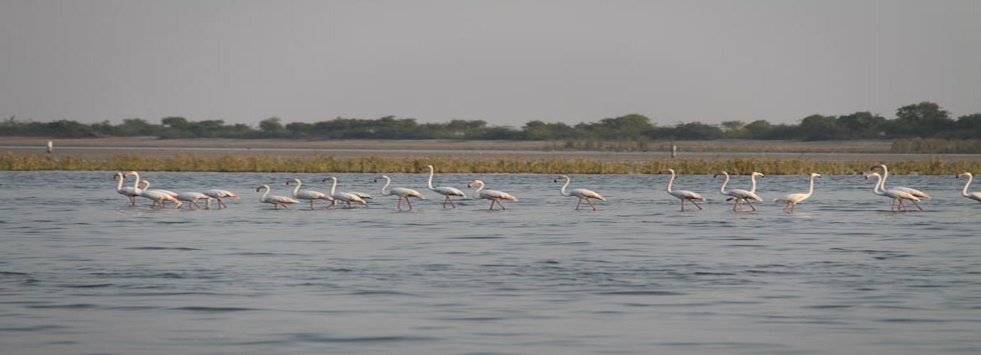 Nalsarovar Lake