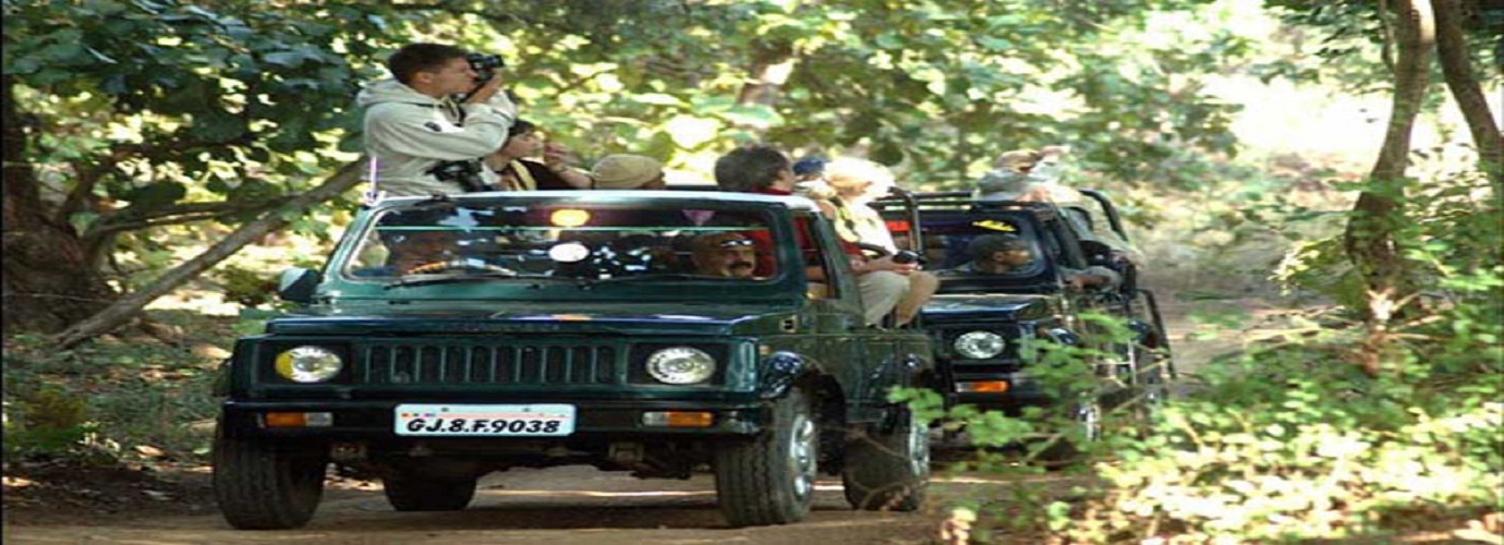 Jungle Safari