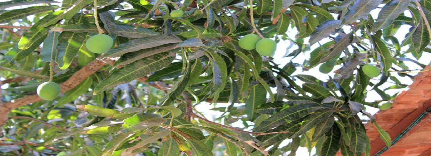 Mango Trees