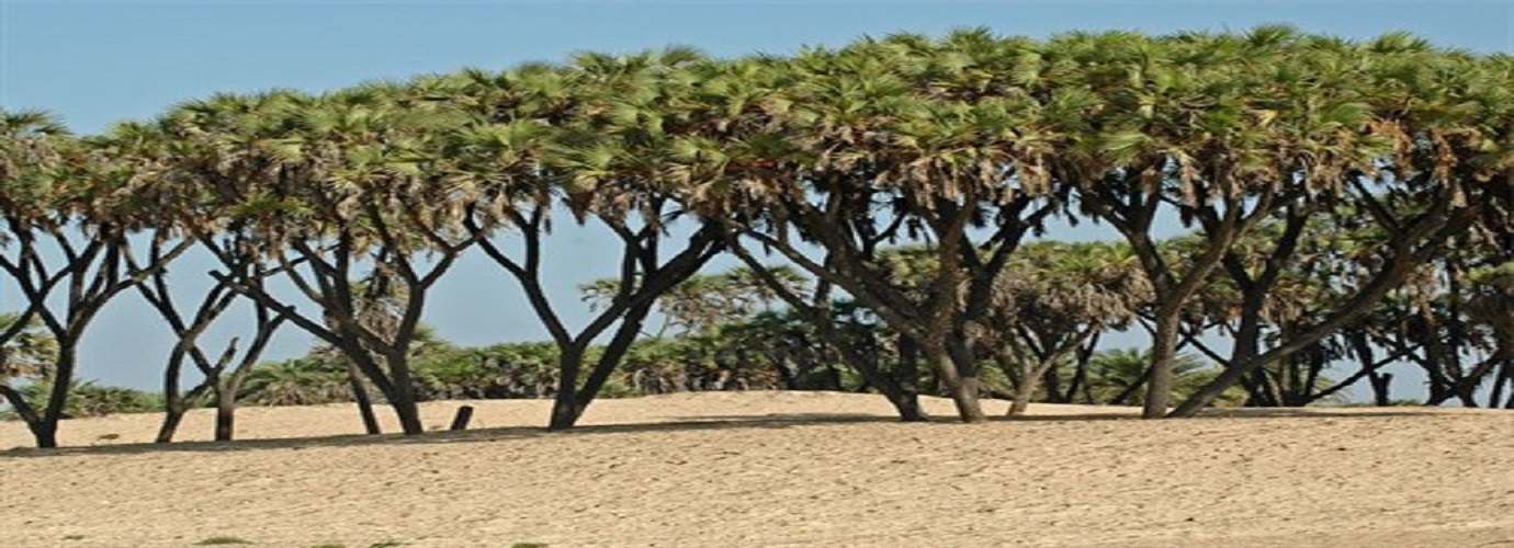 Hokka Trees at Nagoa