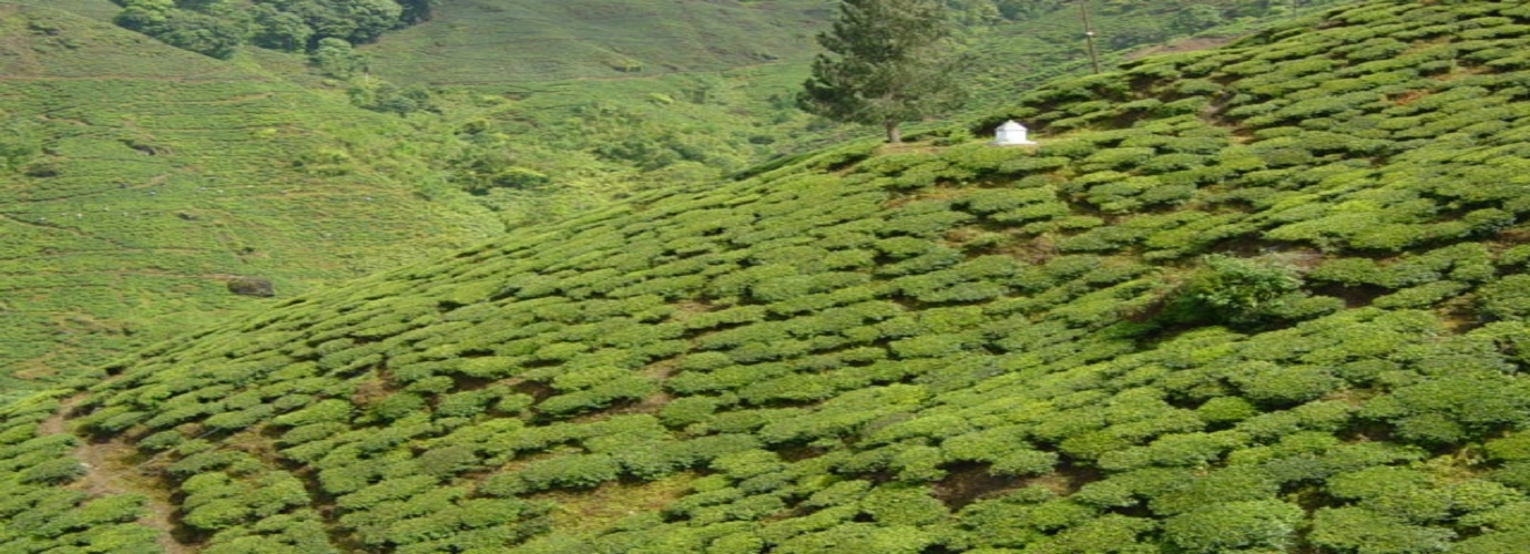 Tea Estates Darjeeling